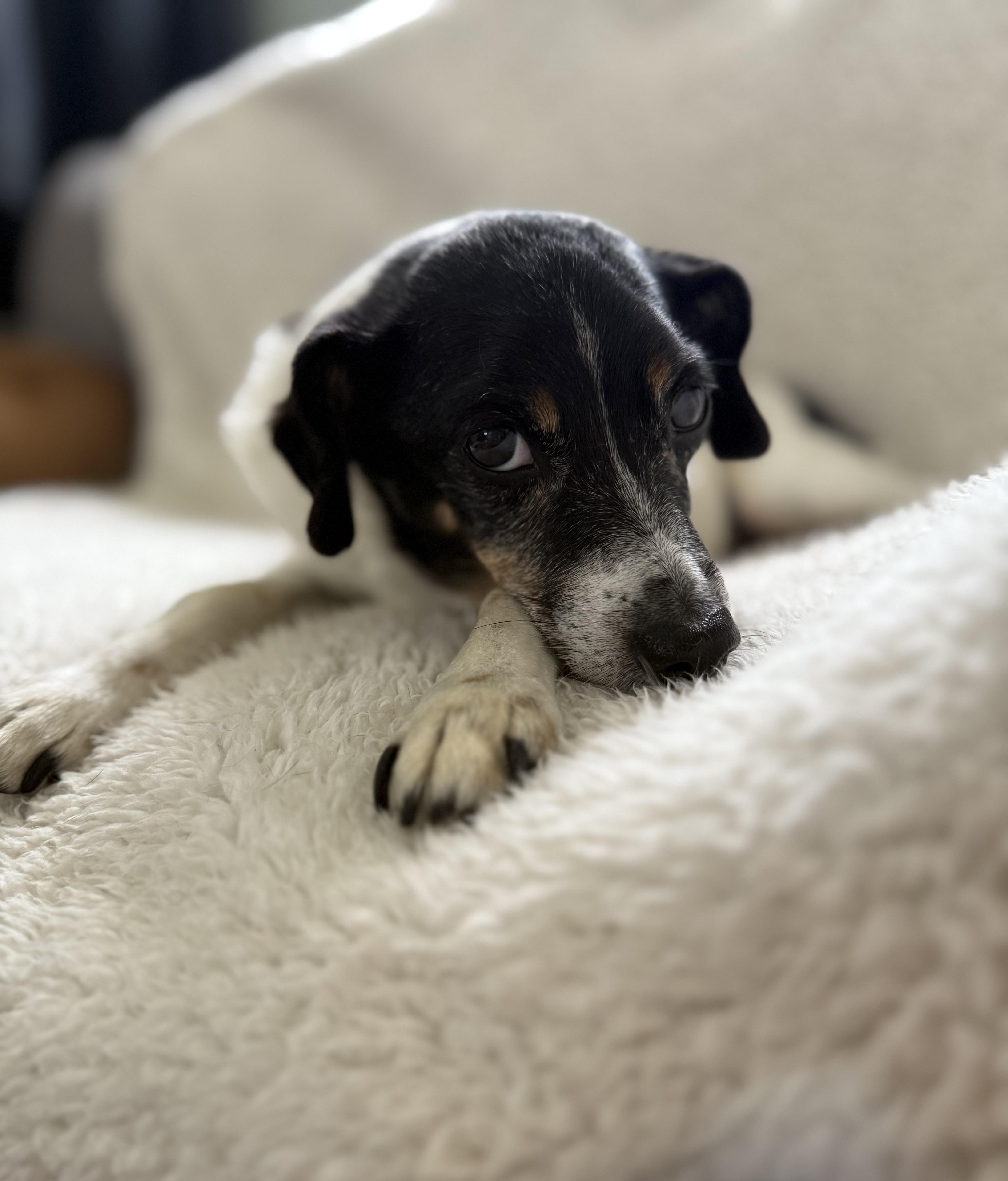 Enlarge Jax, a Adoptable mixed breed in Orland Park, IL image 4/5