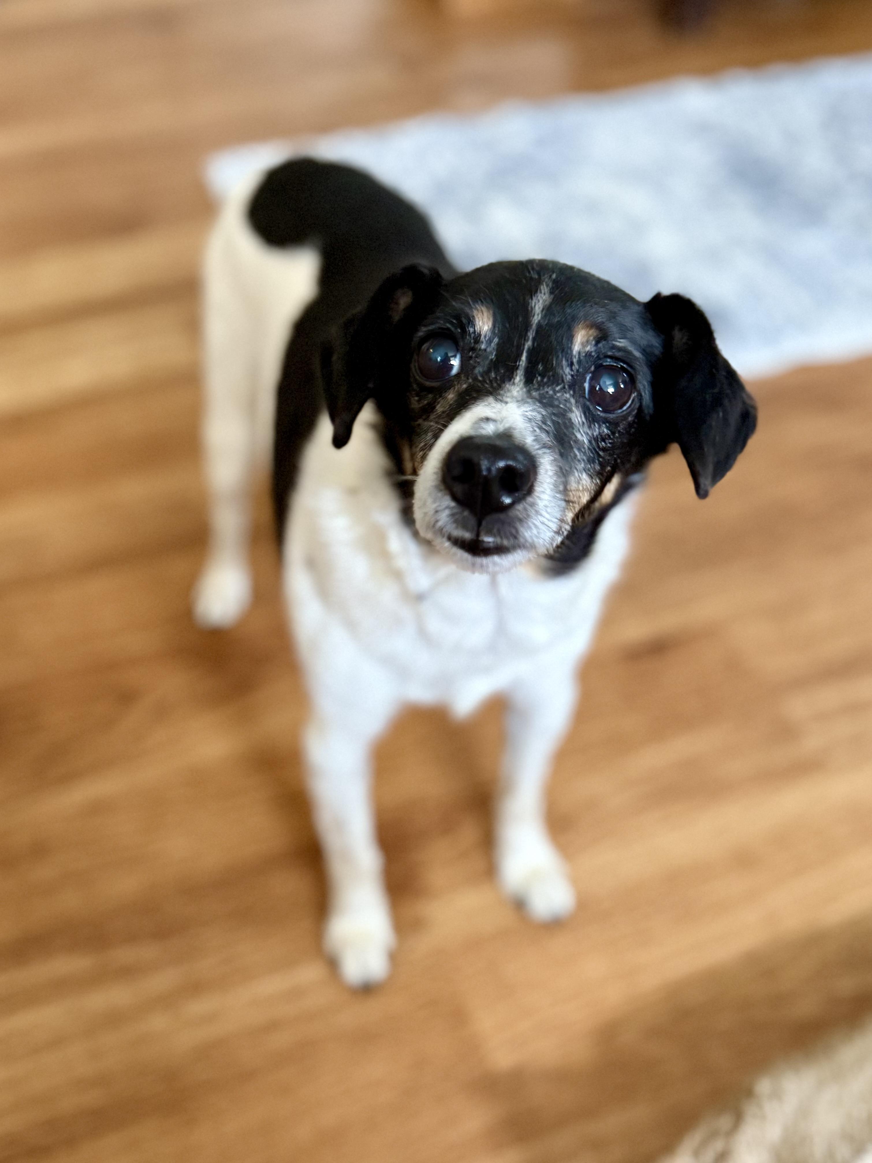 Jax, Adoptable, Senior Male Jack Russell Terrier & Rat Terrier.