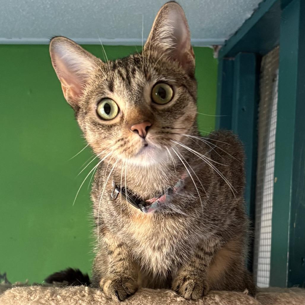 Enlarge Navee, a Adoptable Domestic Short Hair in Leander, TX image 1/3