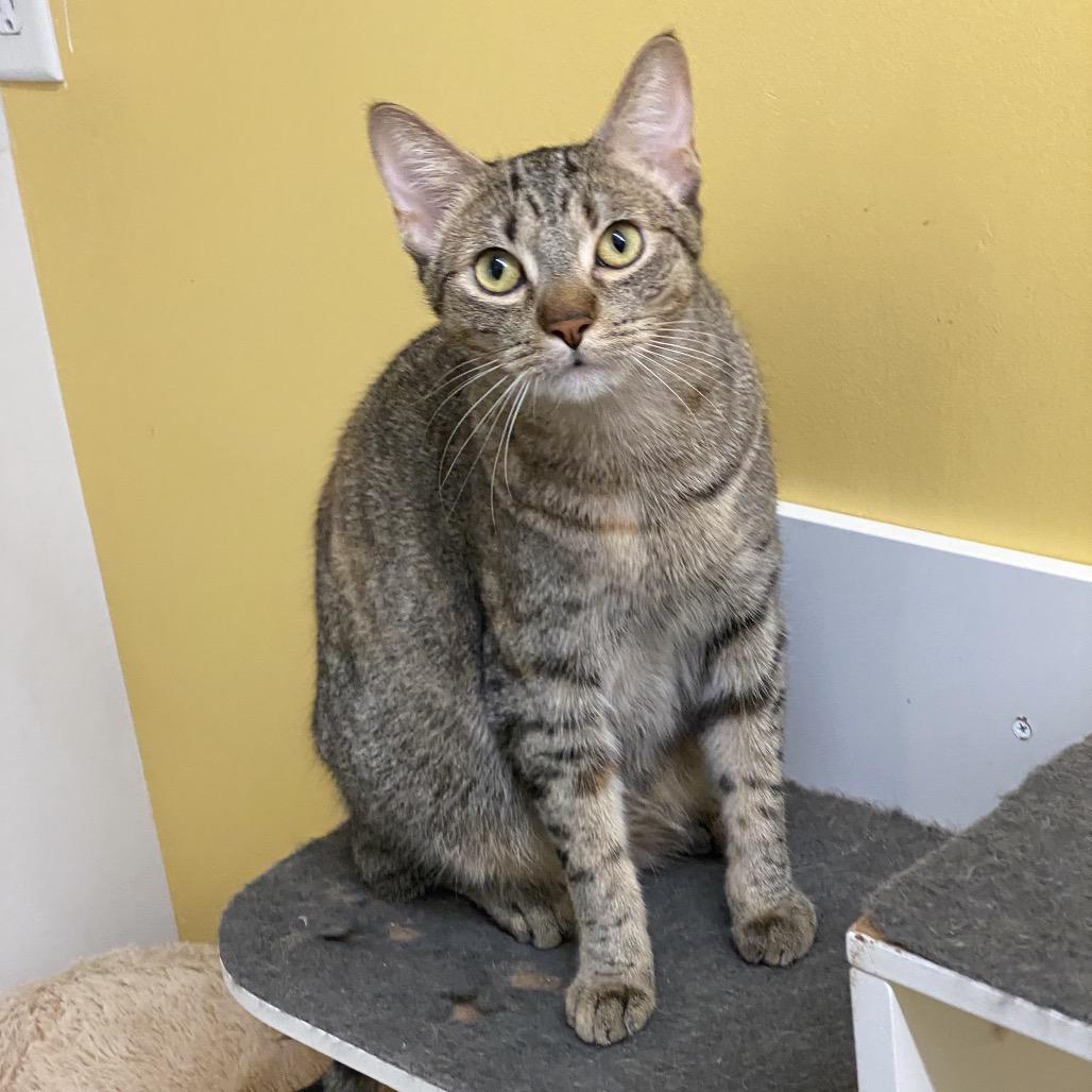 Enlarge Navee, a Adoptable Domestic Short Hair in Leander, TX image 2/3