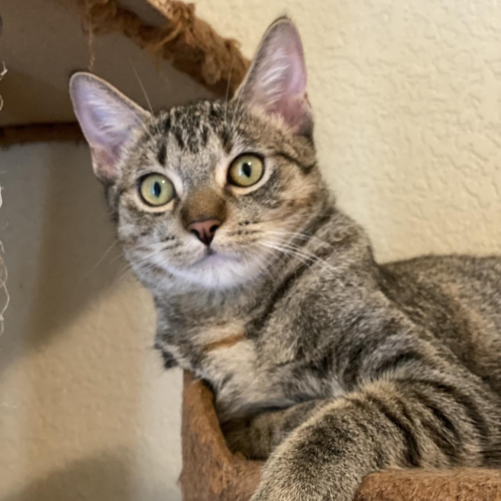 Enlarge Navee, a Adoptable Domestic Short Hair in Leander, TX image 3/3