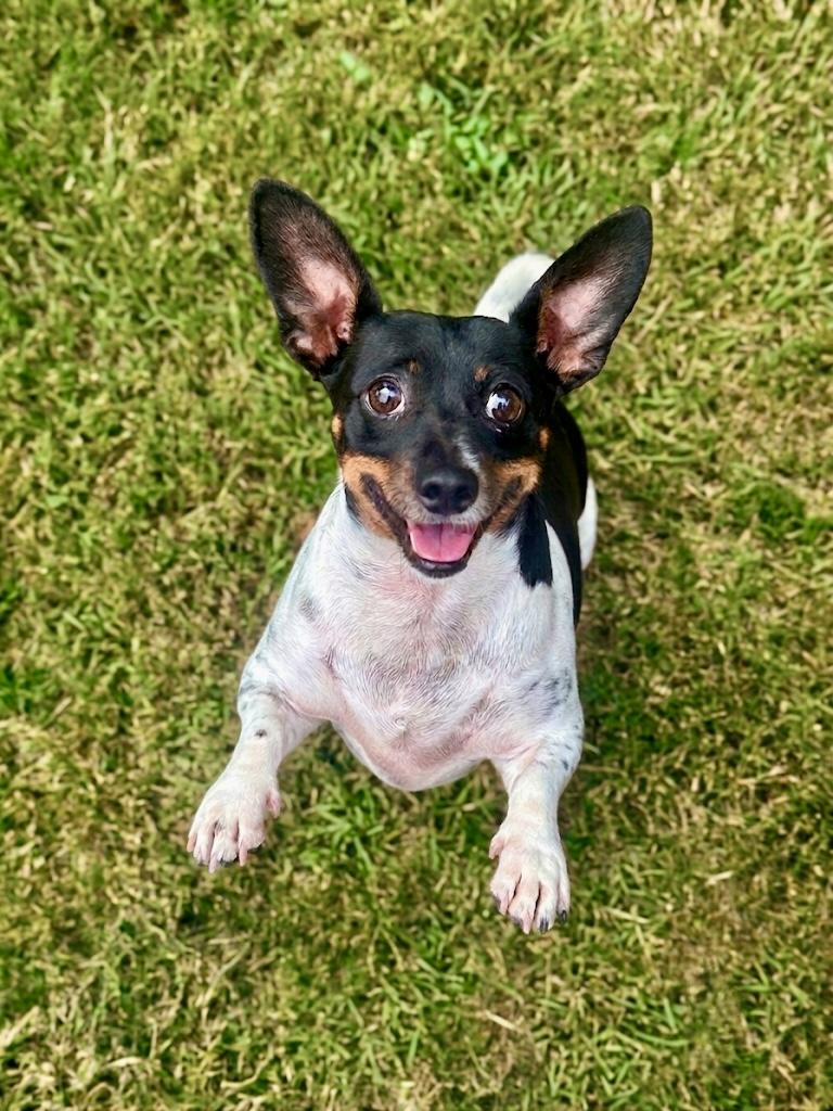 Penny, Adoptable, Adult Female Rat Terrier.