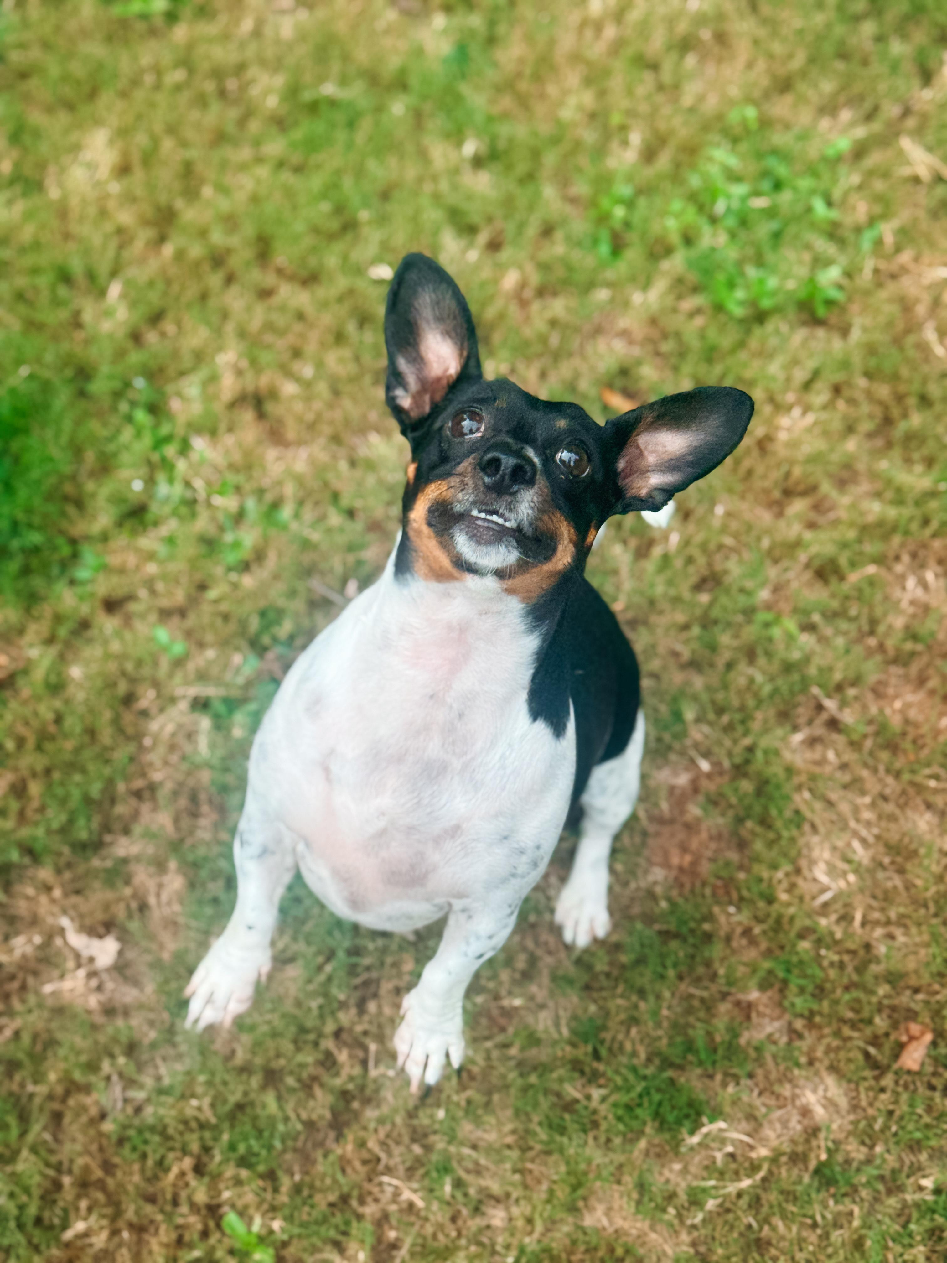 Enlarge Penny, a Adoptable mixed breed in Atlanta, GA image 5/6