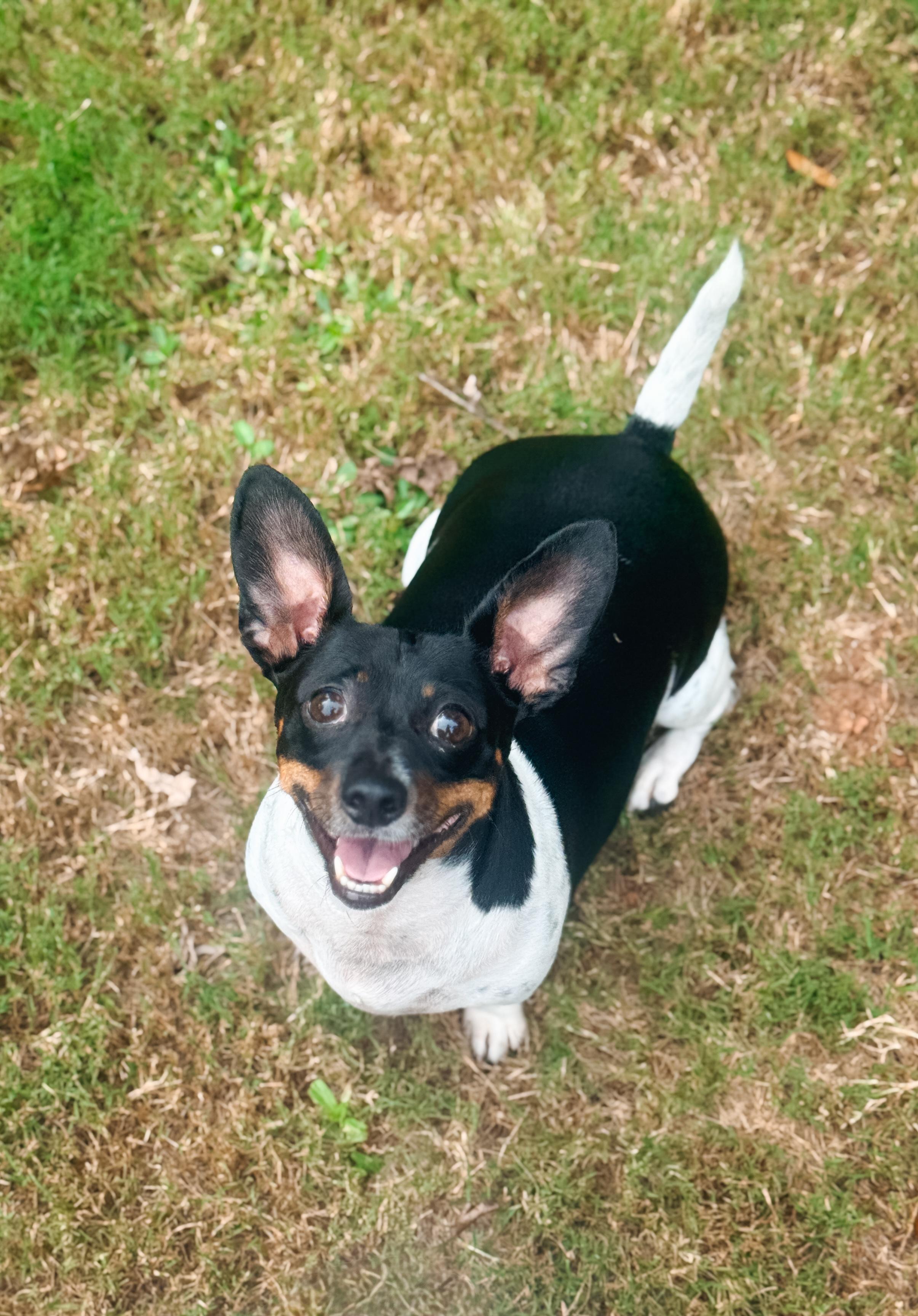 Enlarge Penny, a Adoptable mixed breed in Atlanta, GA image 2/6