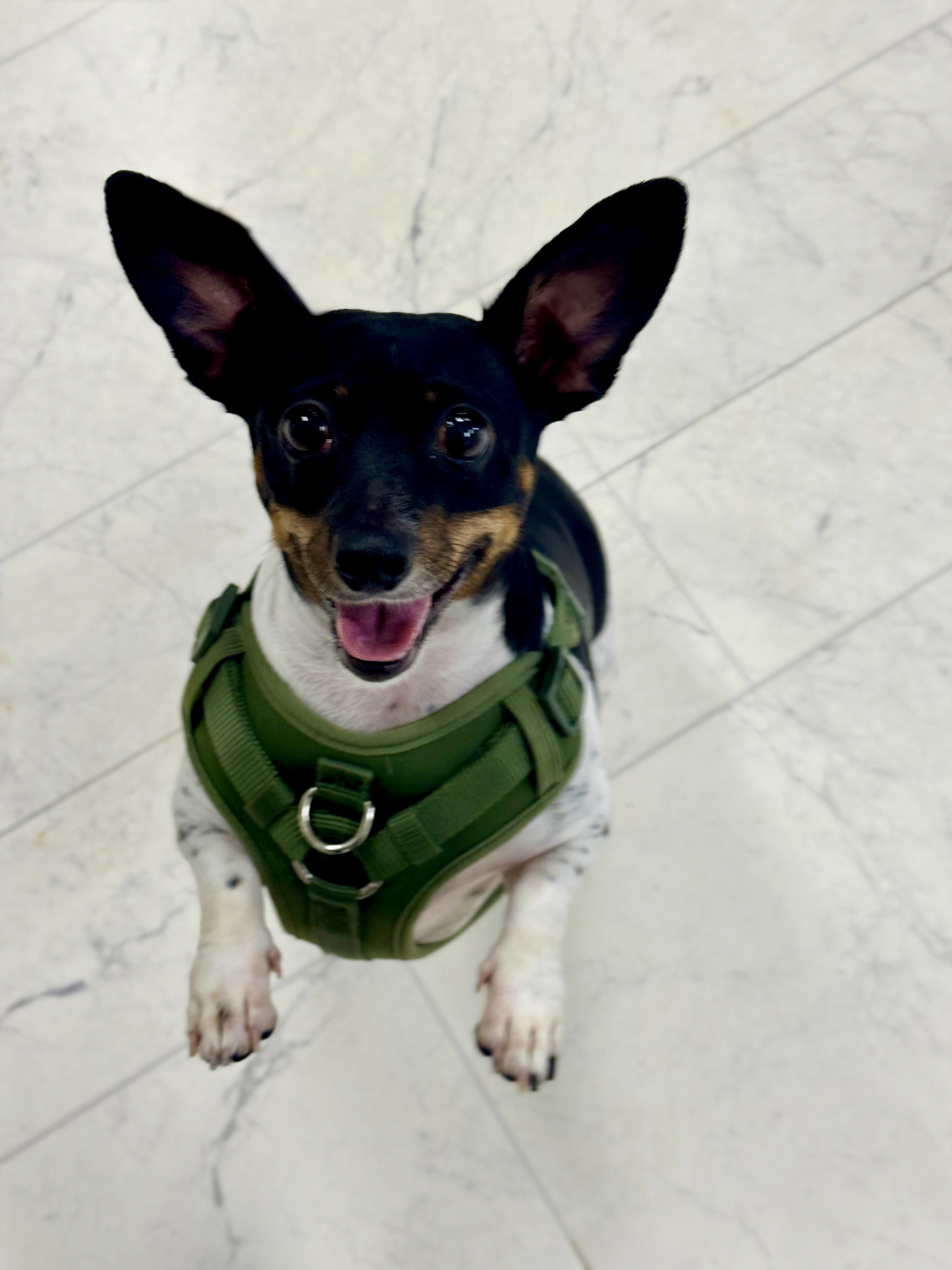 Enlarge Penny, a Adoptable mixed breed in Atlanta, GA image 6/6
