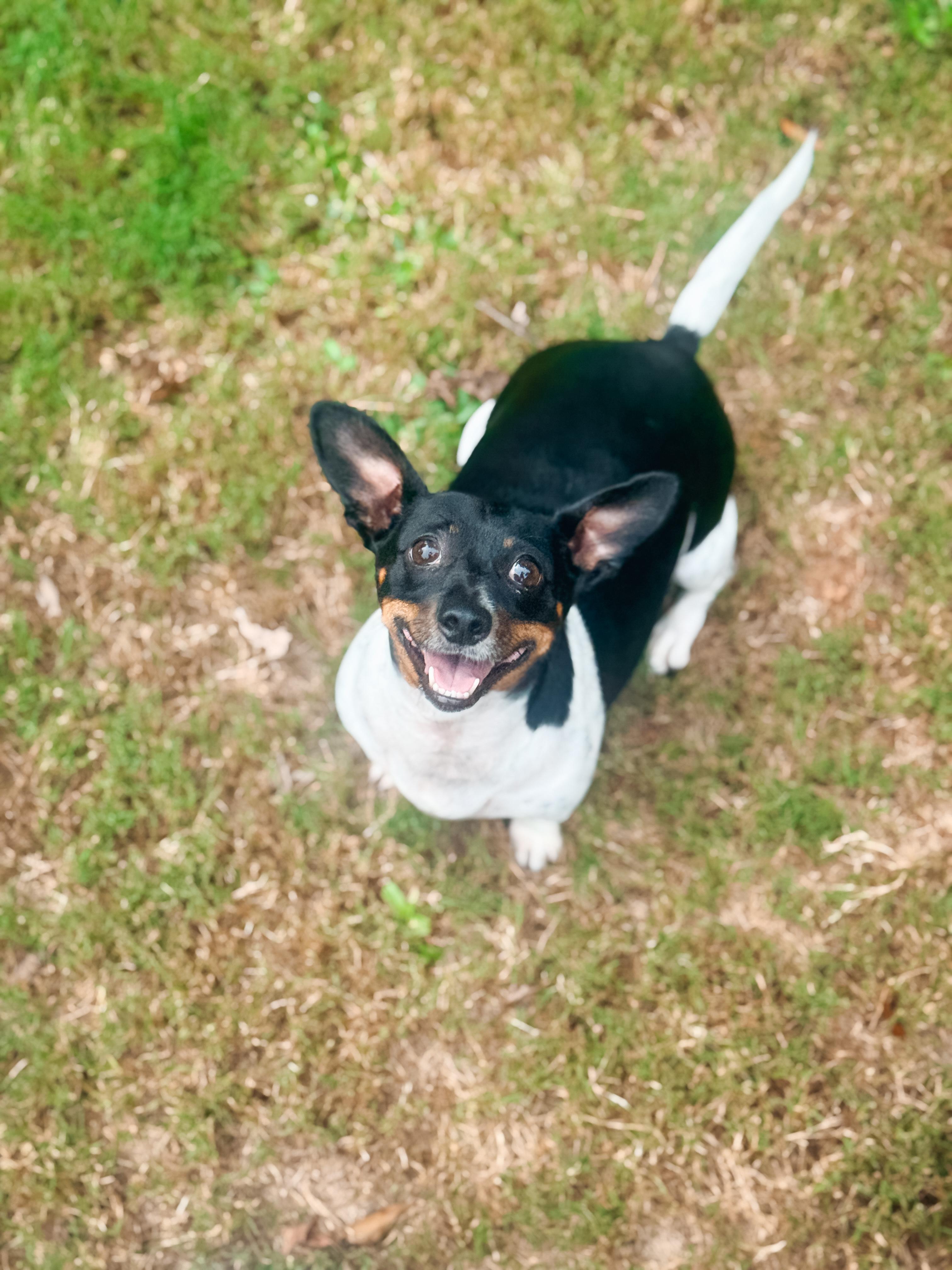 Enlarge Penny, a Adoptable mixed breed in Atlanta, GA image 4/6