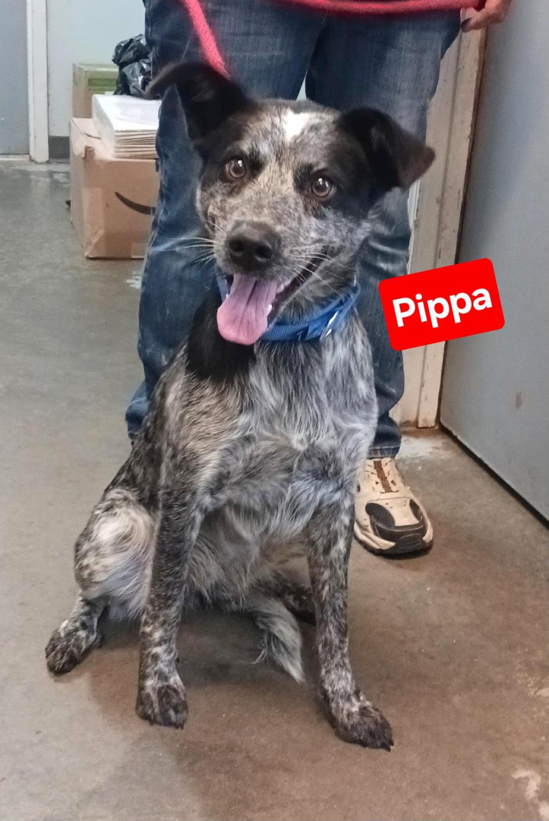 Pippa
