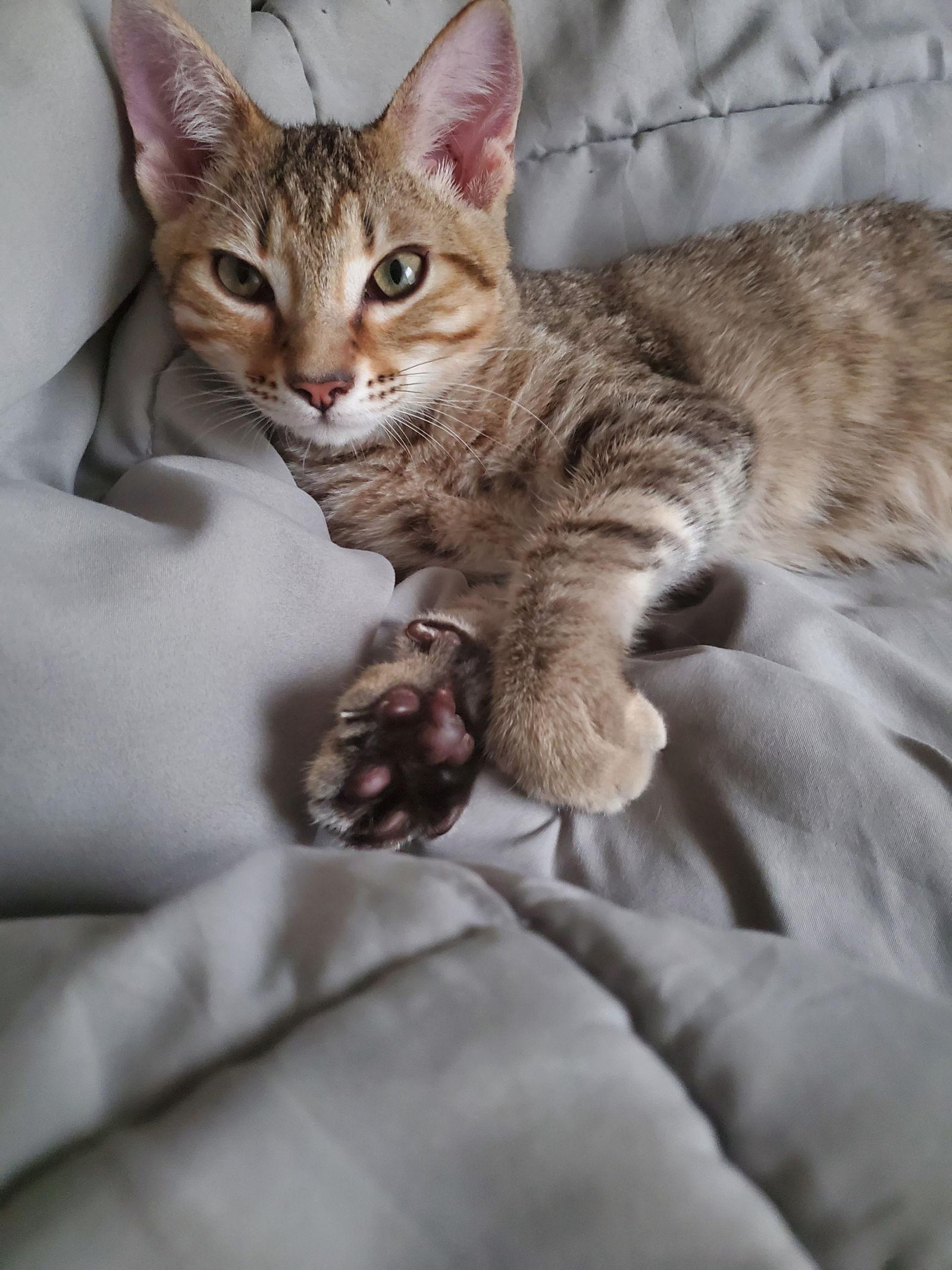 Nimbus (new), a Adoptable Domestic Short Hair in Wesley Chapel, FL image 2/2