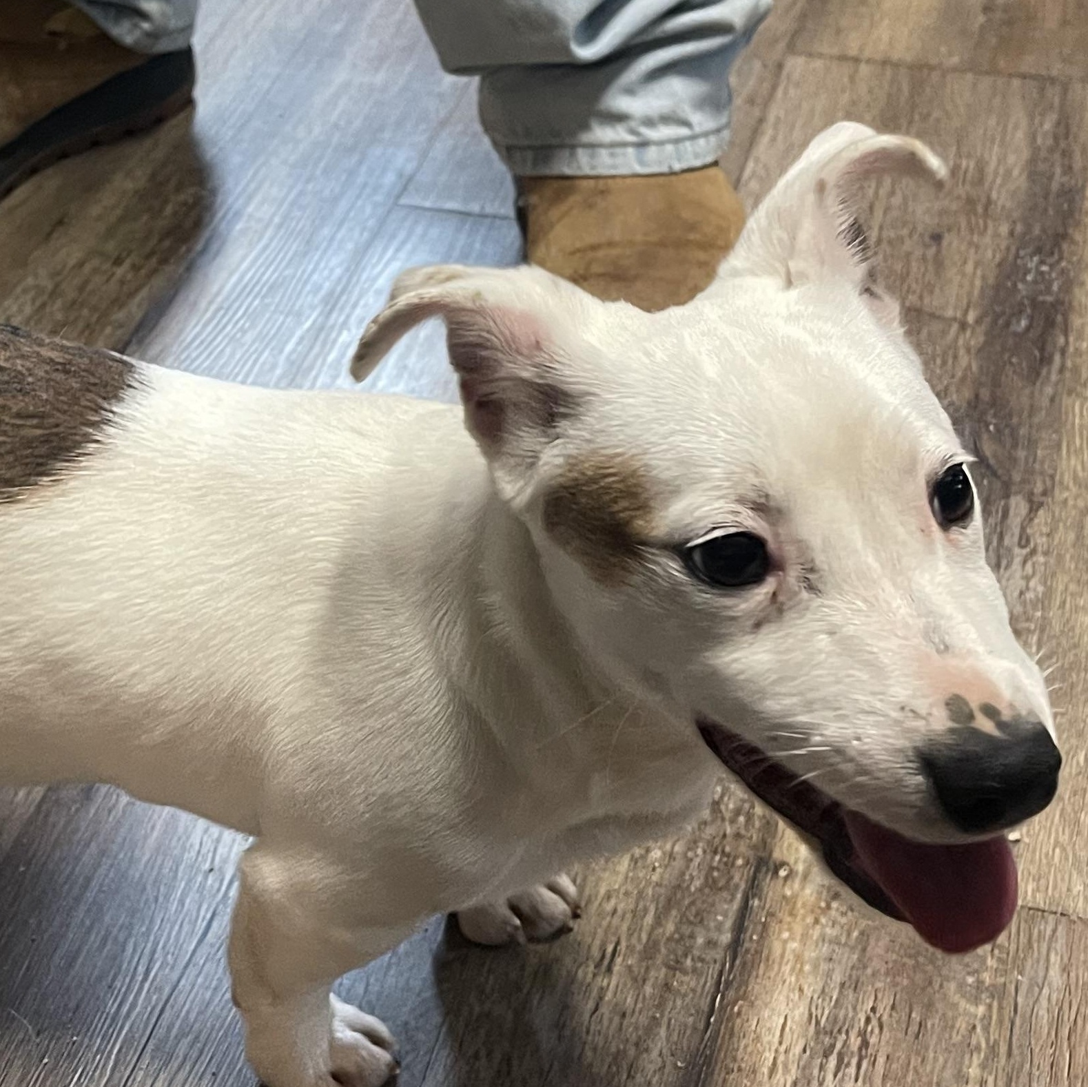 Enlarge Marlin - corgi mix, a ADOPTABLE mixed breed in Yreka, CA image 2/5