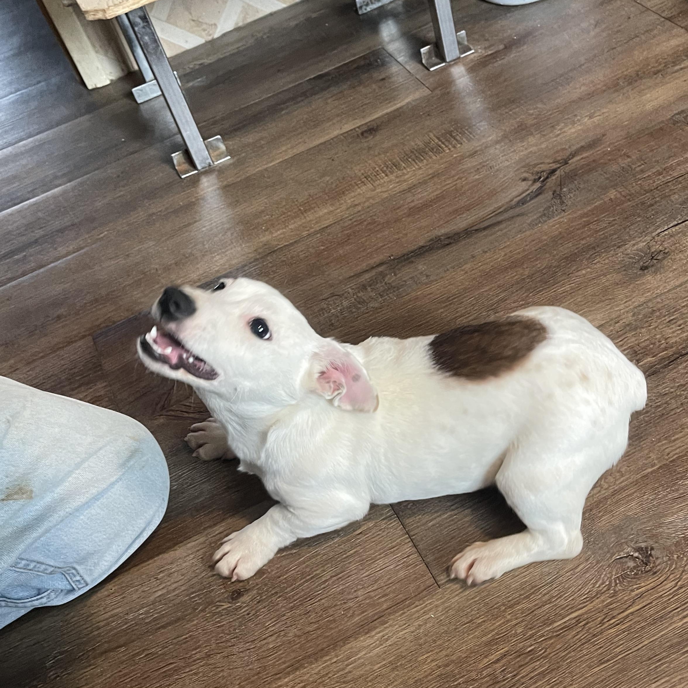 Marlin - corgi mix, ADOPTABLE, Puppy Male Corgi & Jack Russell Terrier.