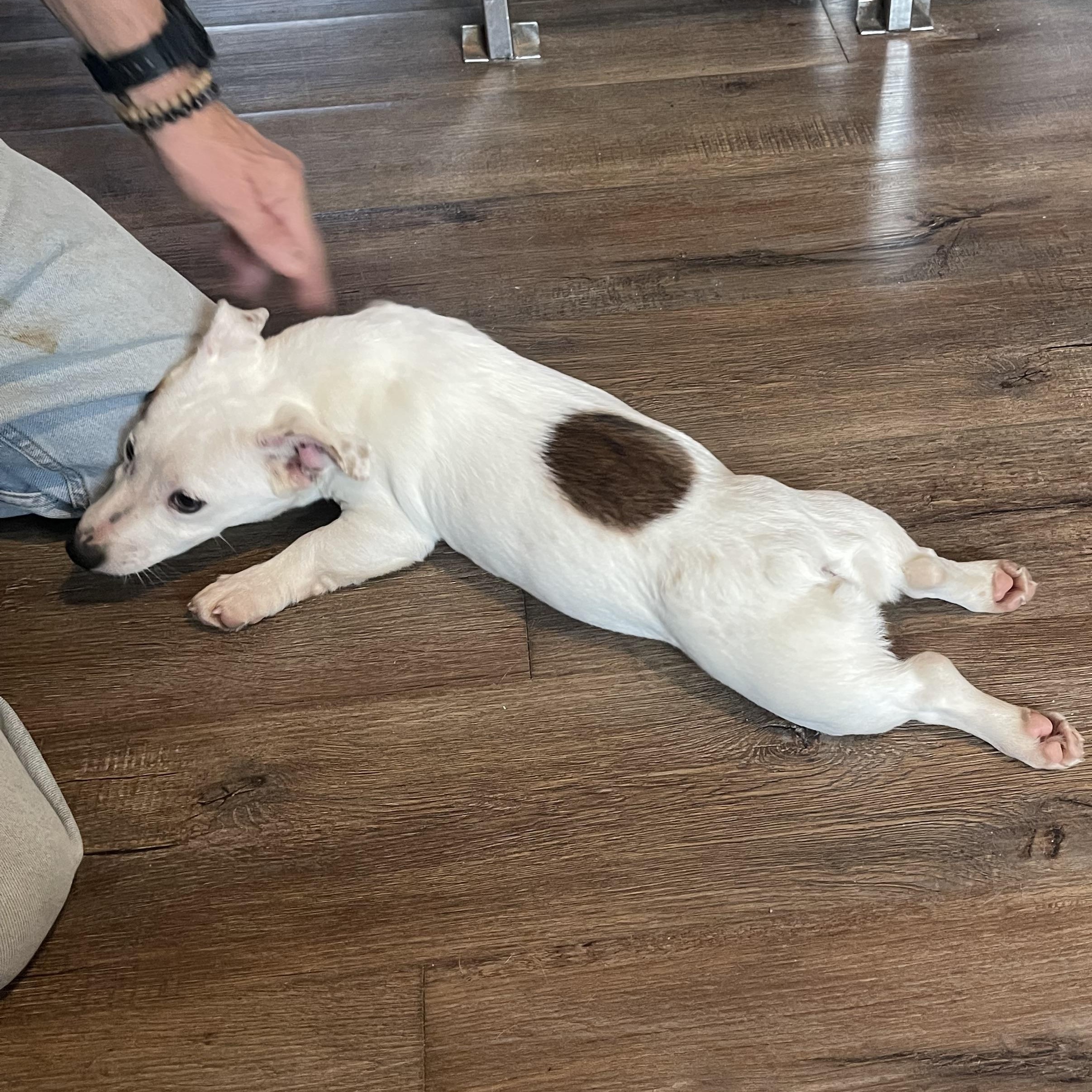 Enlarge Marlin - corgi mix, a ADOPTABLE mixed breed in Yreka, CA image 5/5