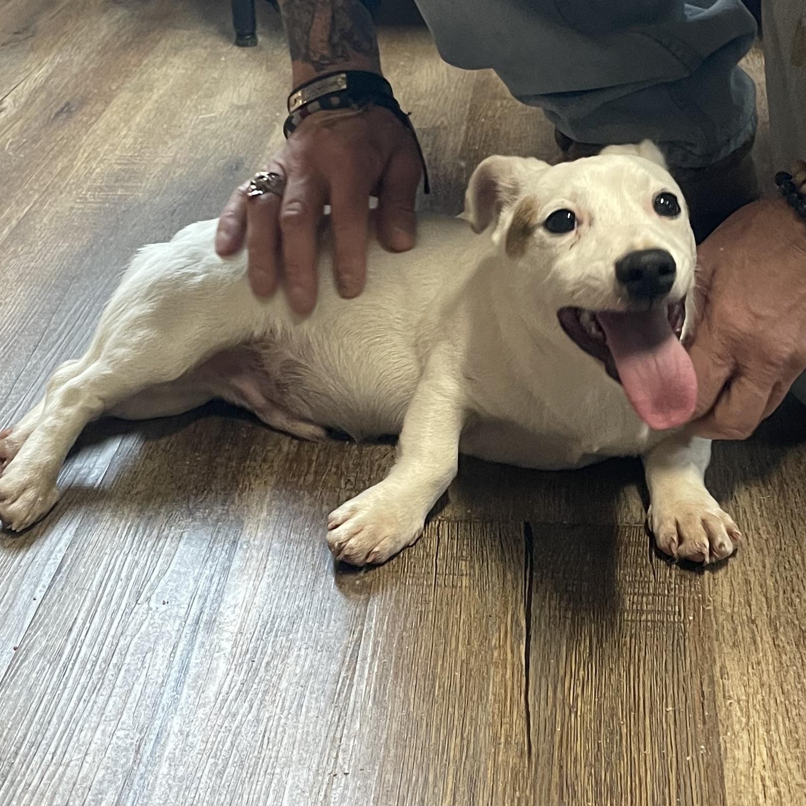 Enlarge Marlin - corgi mix, a ADOPTABLE mixed breed in Yreka, CA image 4/5