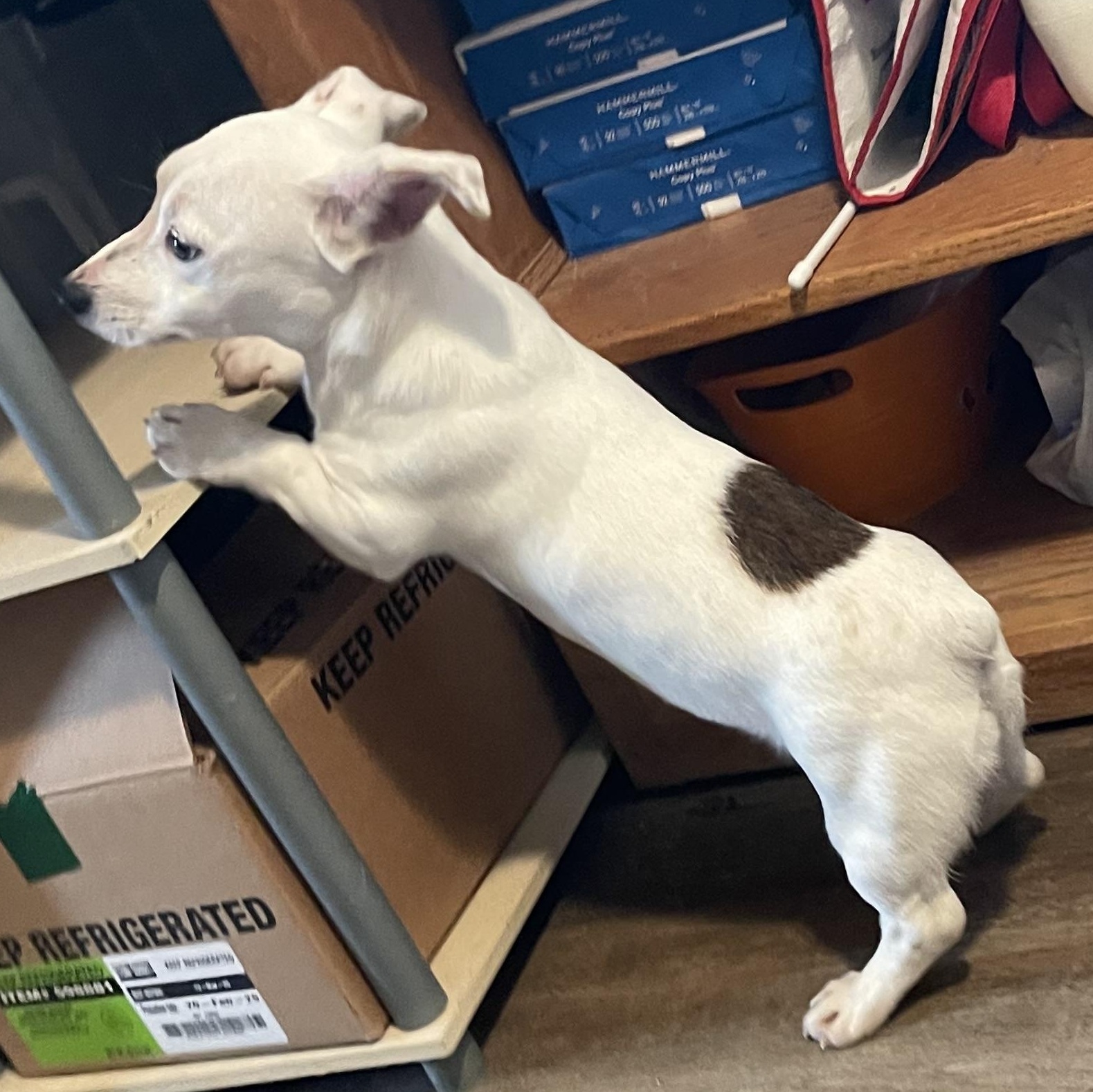 Enlarge Marlin - corgi mix, a ADOPTABLE mixed breed in Yreka, CA image 3/5