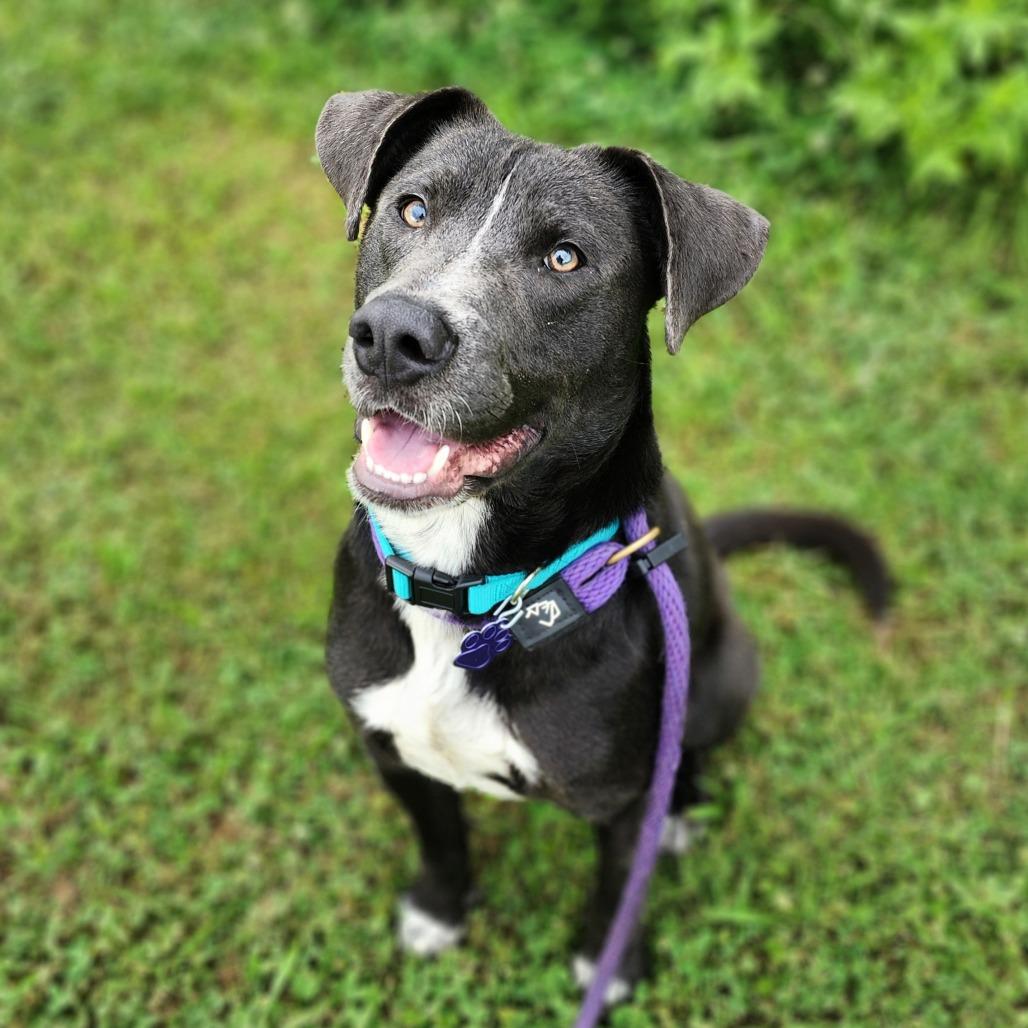 Davy, Adoptable, Adult Male Mixed Breed.