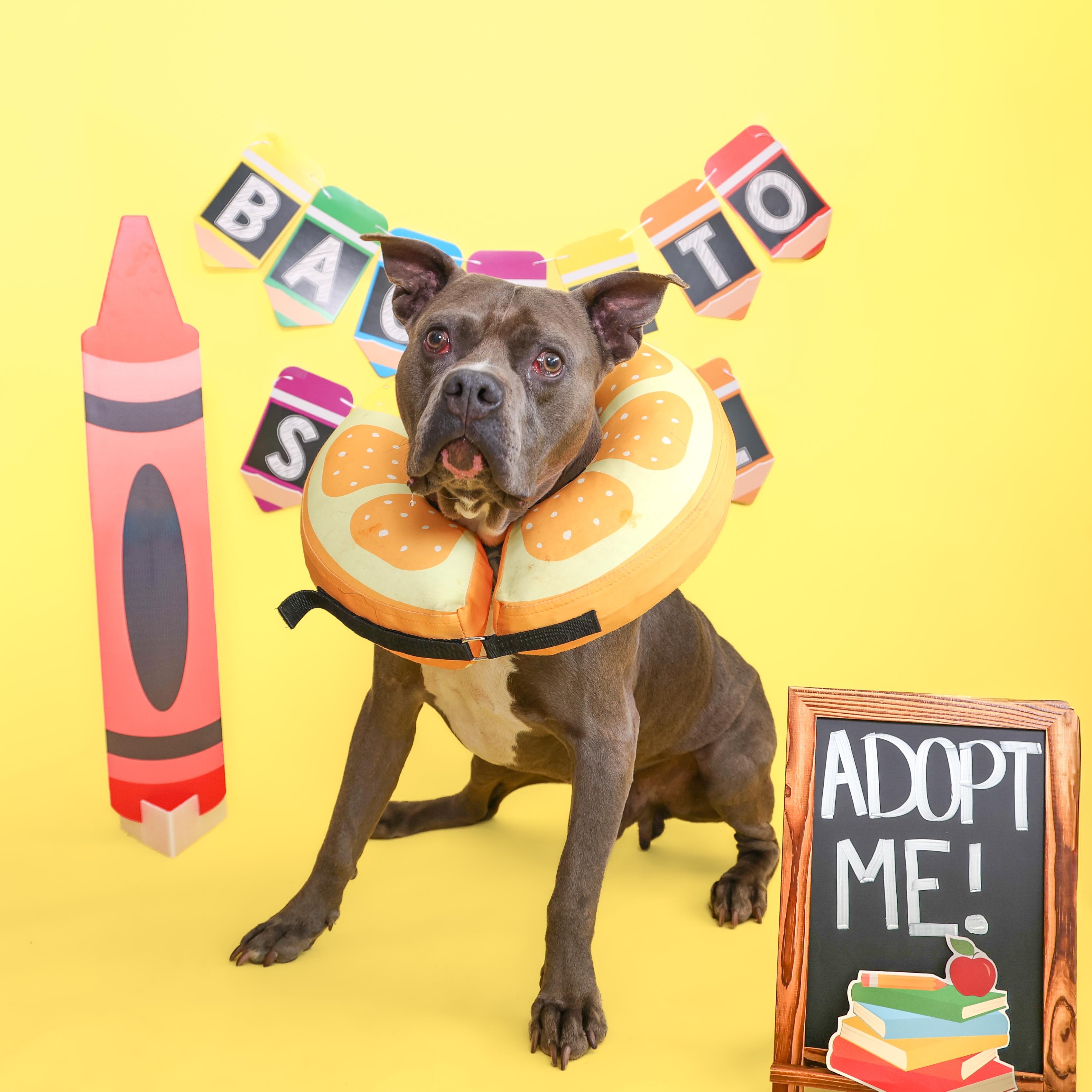 Marty "the Hammerhead" Feldman, ADOPTABLE, Adult Male Pit Bull Terrier.