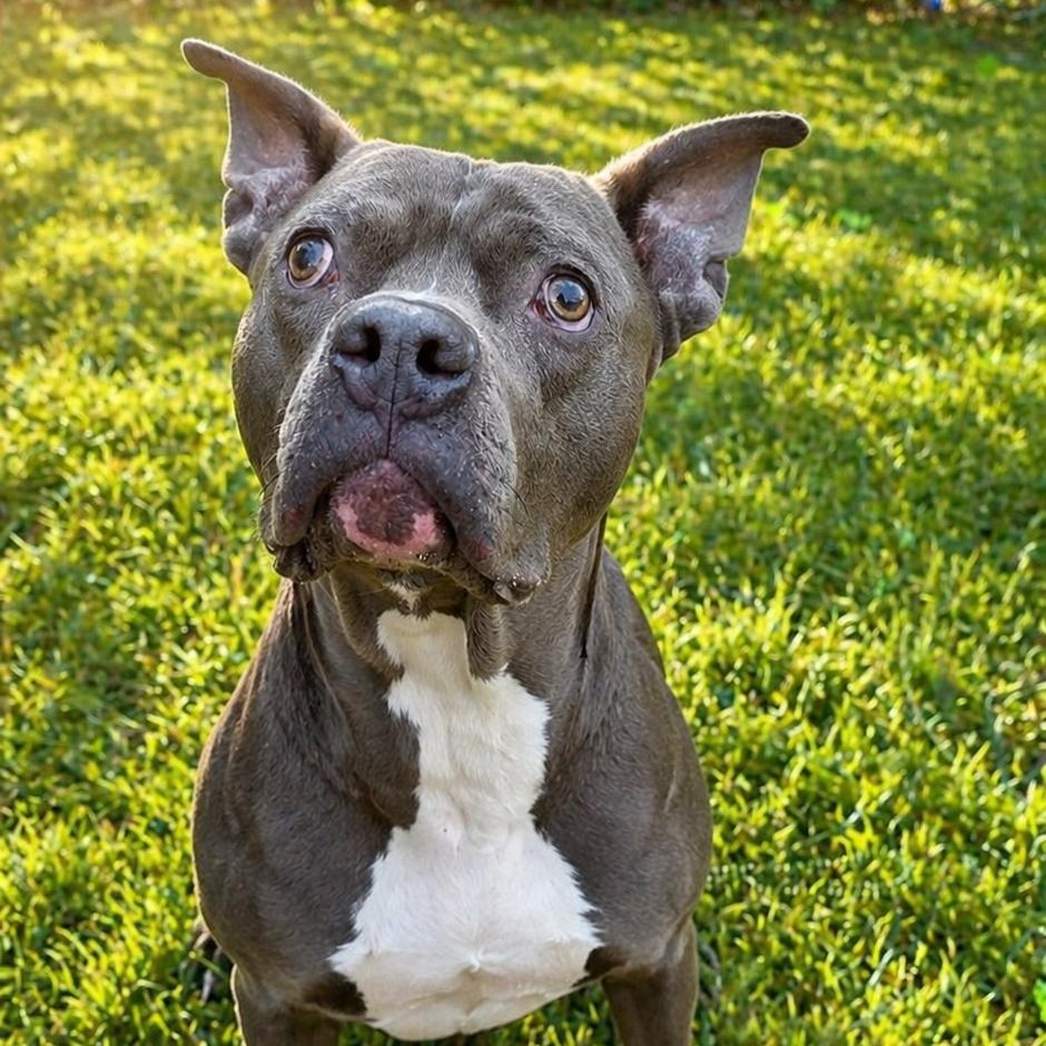 Marty "the Hammerhead" Feldman, ADOPTABLE, Adult Male Pit Bull Terrier.