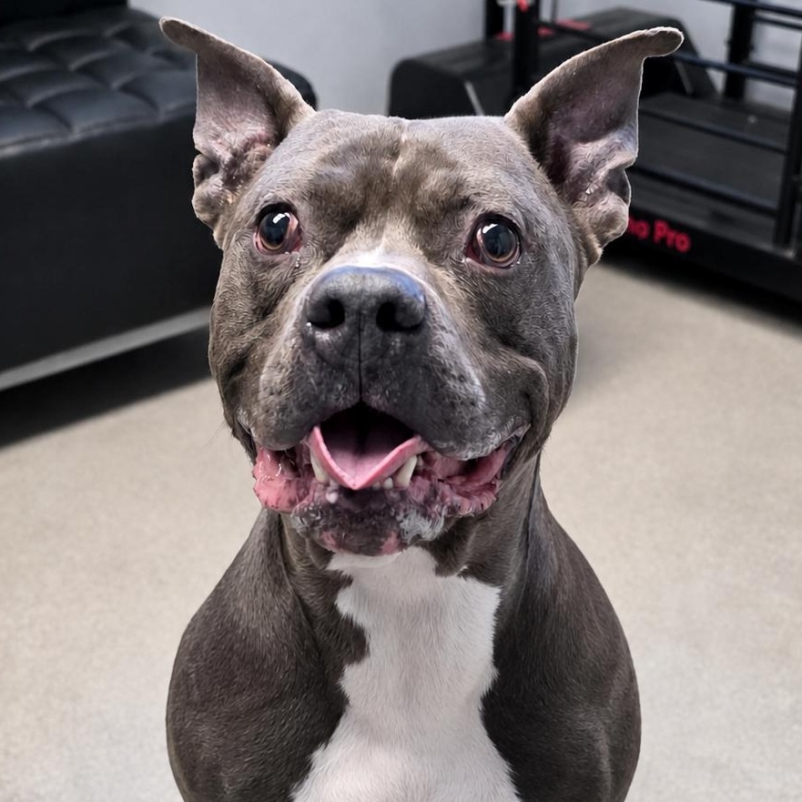 Enlarge Marty "the Hammerhead" Feldman, a ADOPTABLE mixed breed in Smithtown, NY image 3/3