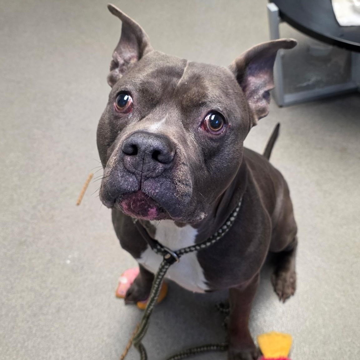 Enlarge Marty "the Hammerhead" Feldman, a ADOPTABLE mixed breed in Smithtown, NY image 2/3