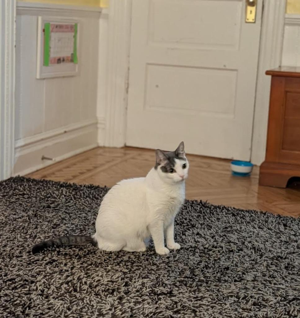 Enlarge Dove (meet me in foster care!), a Adoptable mixed breed in Brooklyn, NY image 2/4