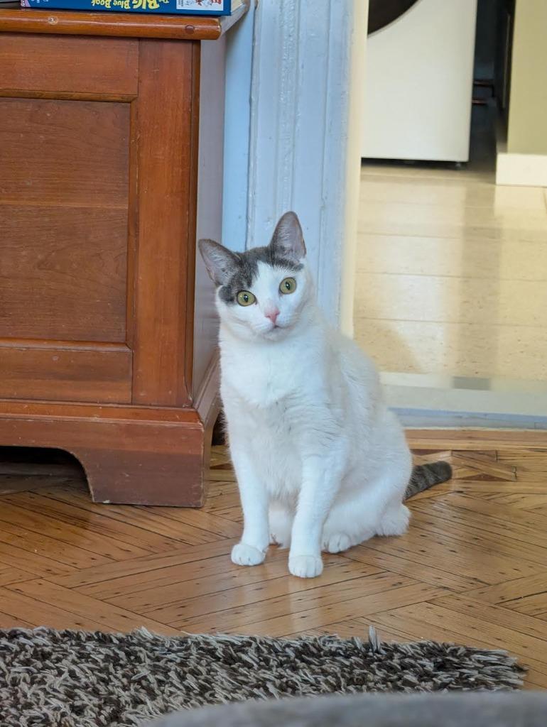 Enlarge Dove (meet me in foster care!), a Adoptable mixed breed in Brooklyn, NY image 4/4