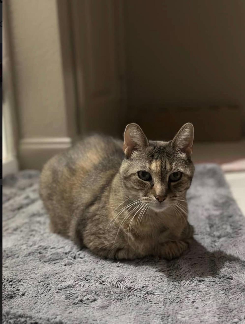 Enlarge Lily, an adopted Domestic Short Hair in Lake City, MN image 2/2
