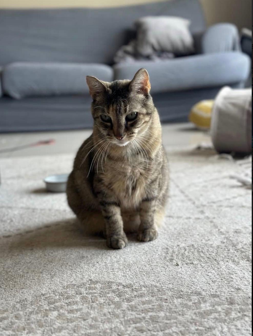 Enlarge Lily, an adopted Domestic Short Hair in Lake City, MN image 1/2