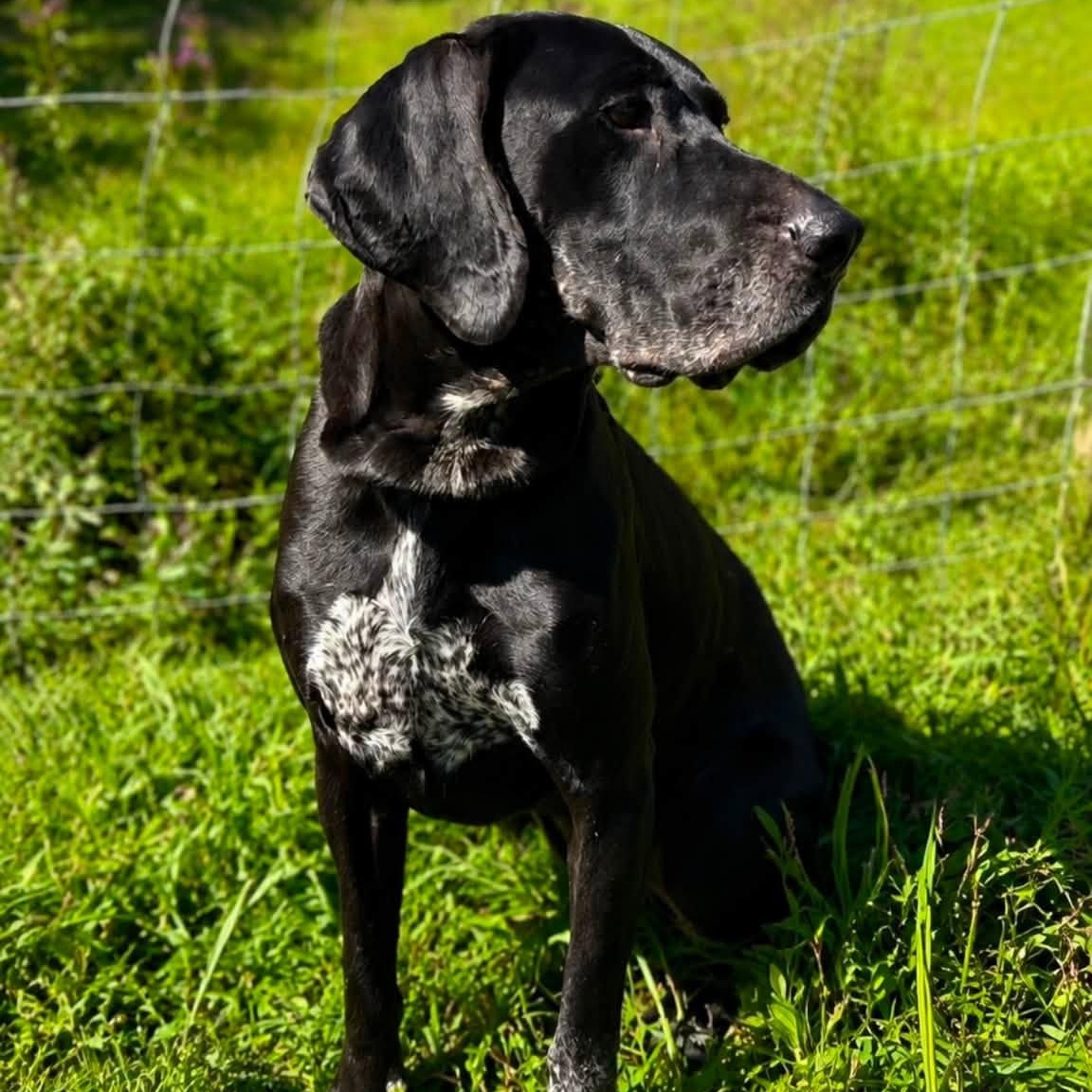 Enlarge Lola, a Adoptable mixed breed in Shinnston, WV image 3/5