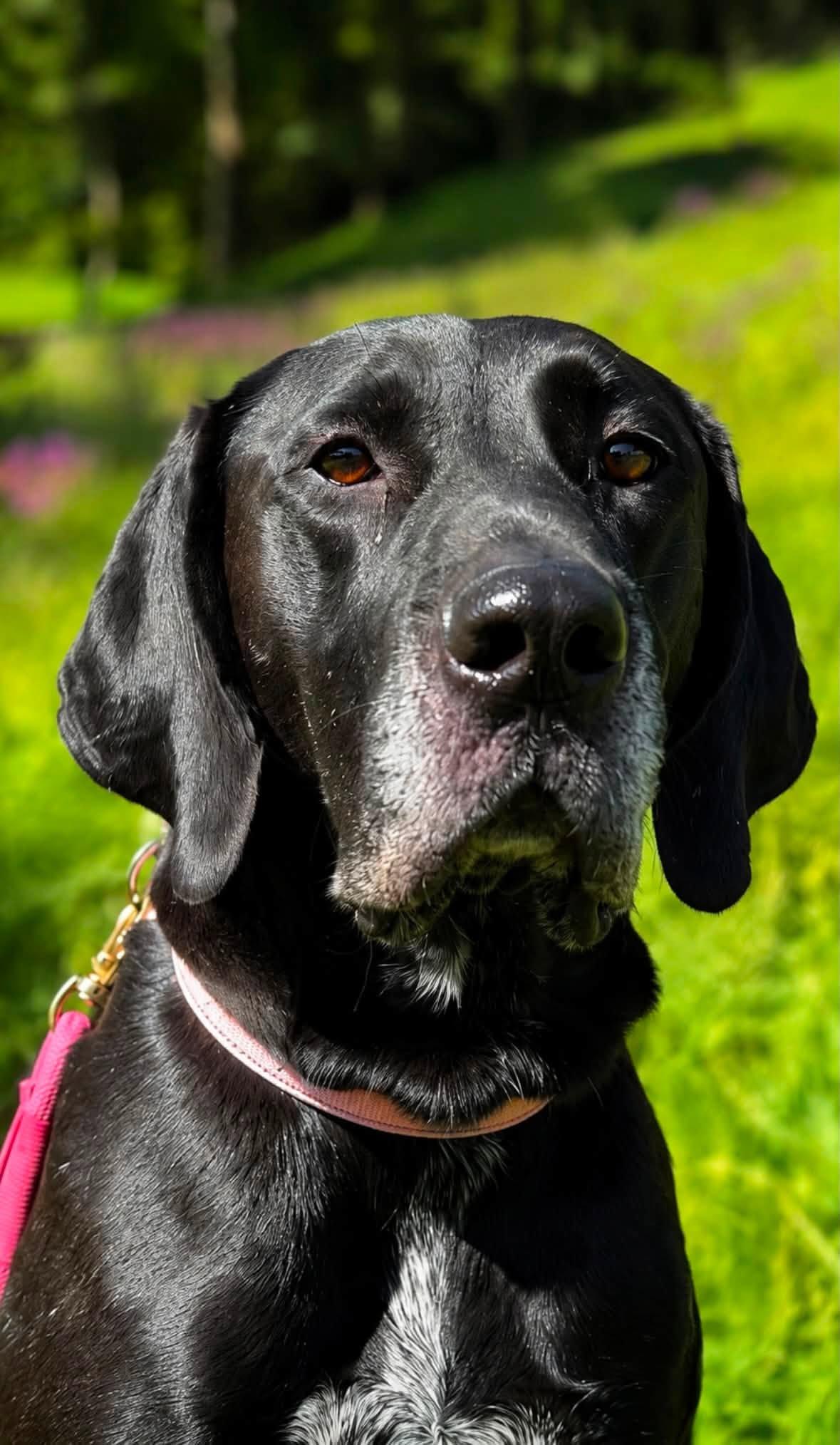 Enlarge Lola, a Adoptable mixed breed in Shinnston, WV image 2/5