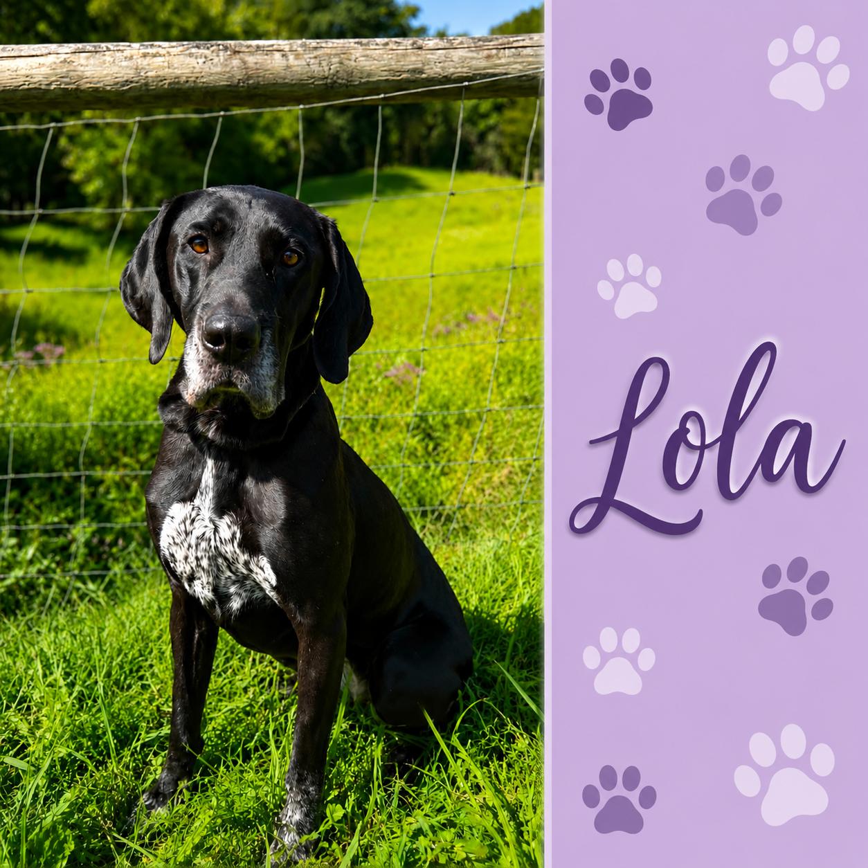 Enlarge Lola, a Adoptable mixed breed in Shinnston, WV image 1/5