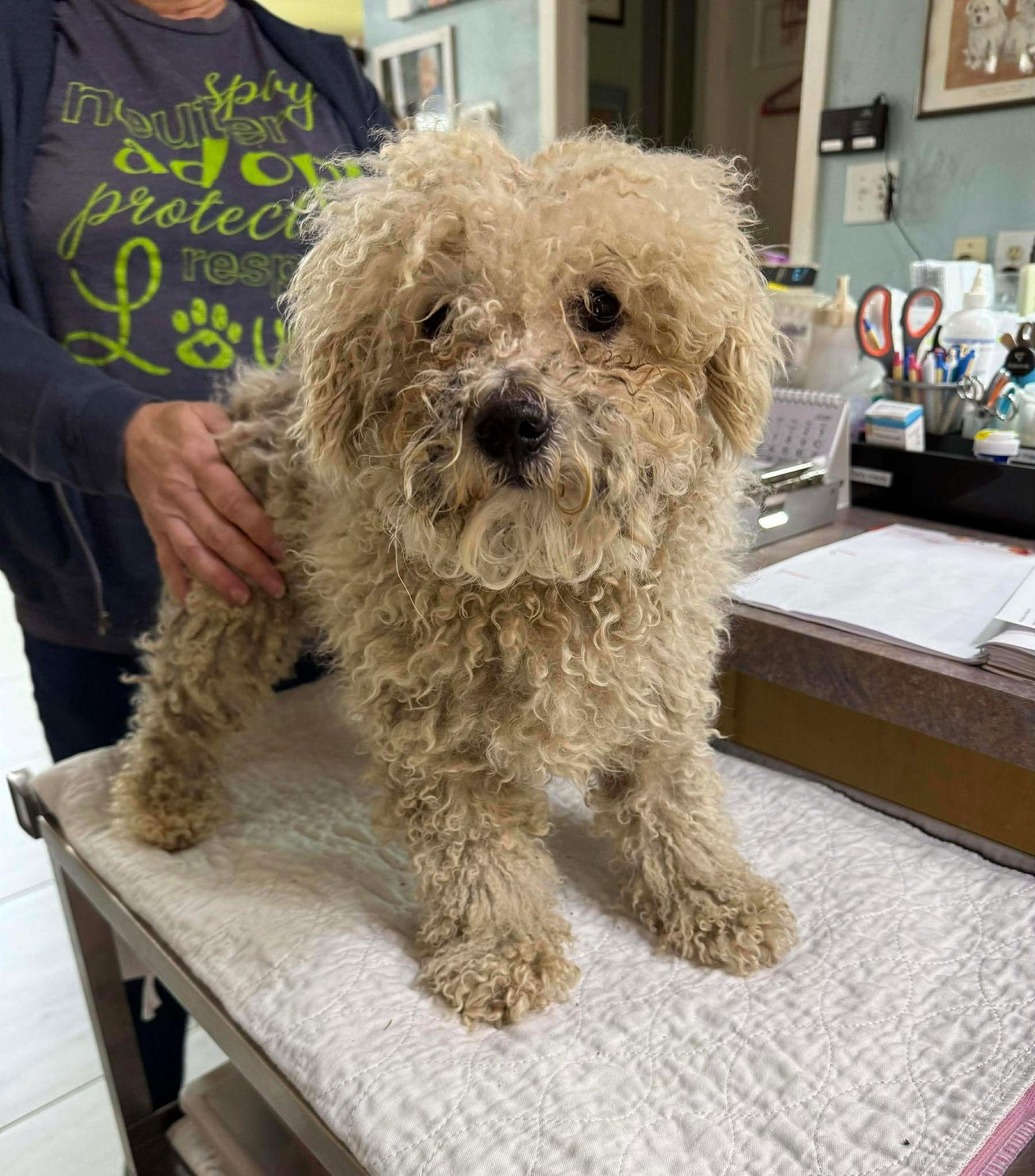 Troy McClure (NOT YET AVAILABLE), Adoptable, Adult Male Bichon Frise.