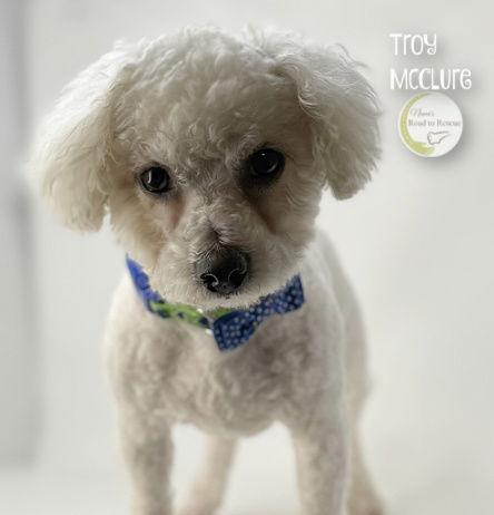 Troy McClure, Adoptable, Adult Male Bichon Frise.