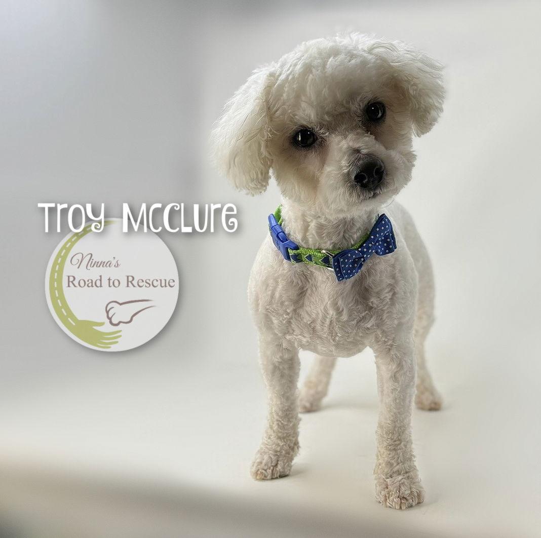 Enlarge Troy McClure, a Adoptable Bichon Frise in Benton, LA image 2/2