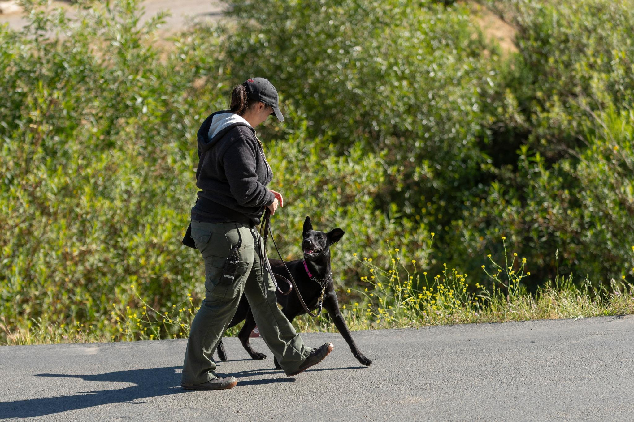 Enlarge Shadowfox, a ADOPTABLE mixed breed in Santa Paula, CA image 4/4