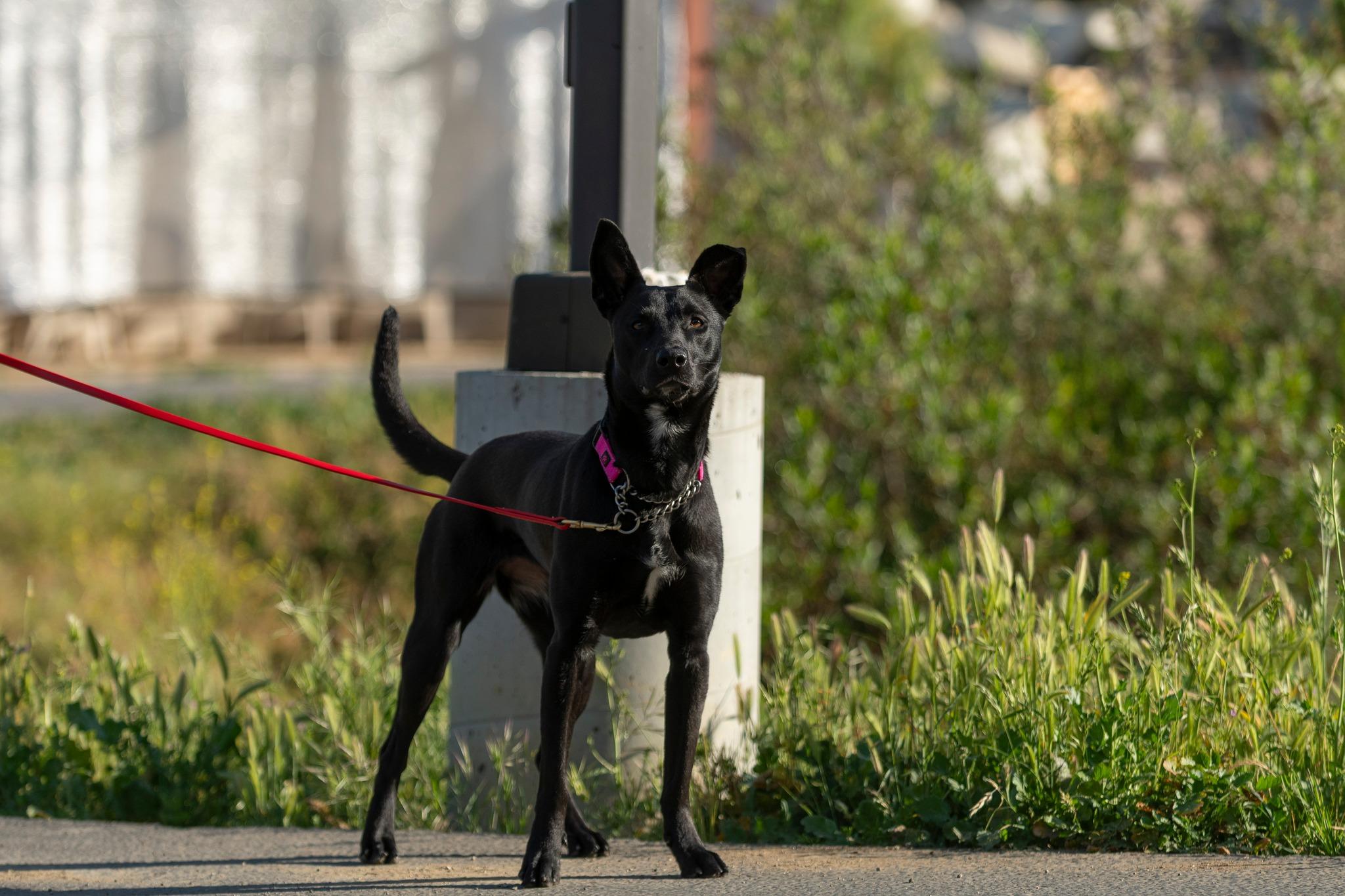 Enlarge Shadowfox, a ADOPTABLE mixed breed in Santa Paula, CA image 3/4