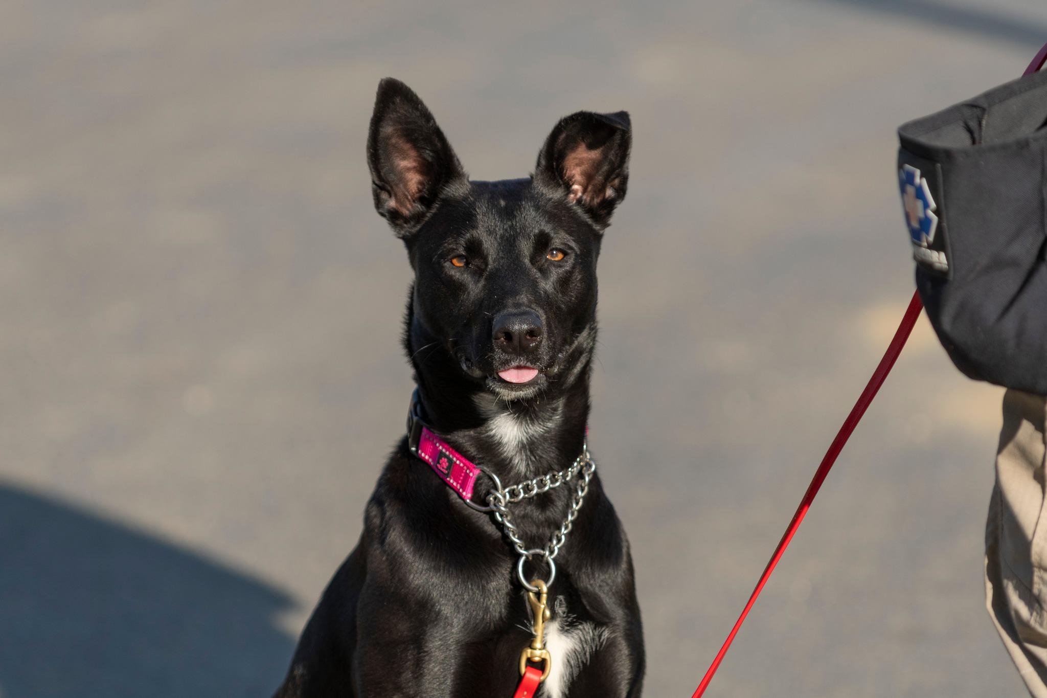 Shadowfox, ADOPTABLE, Adult Female Mixed Breed.