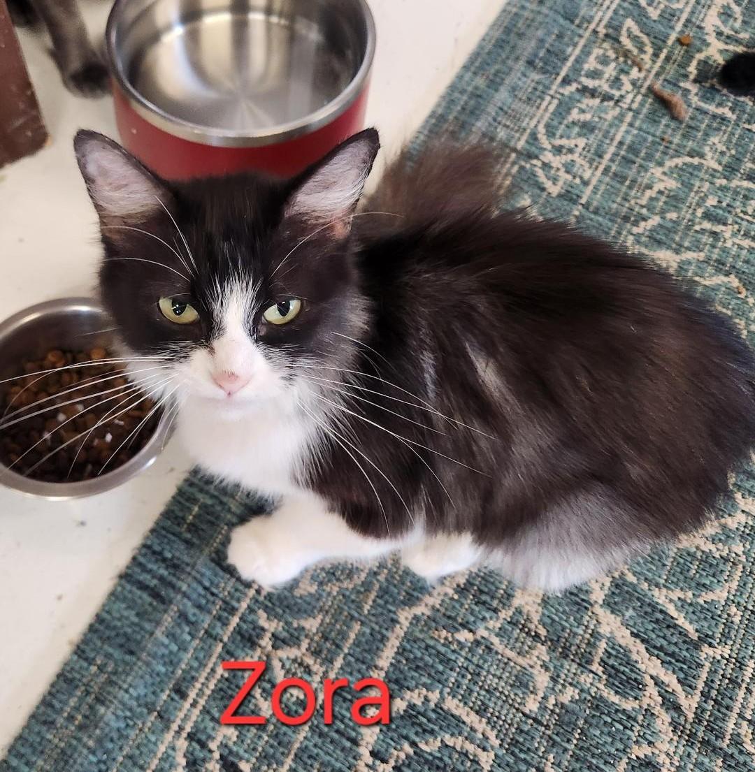 Zora