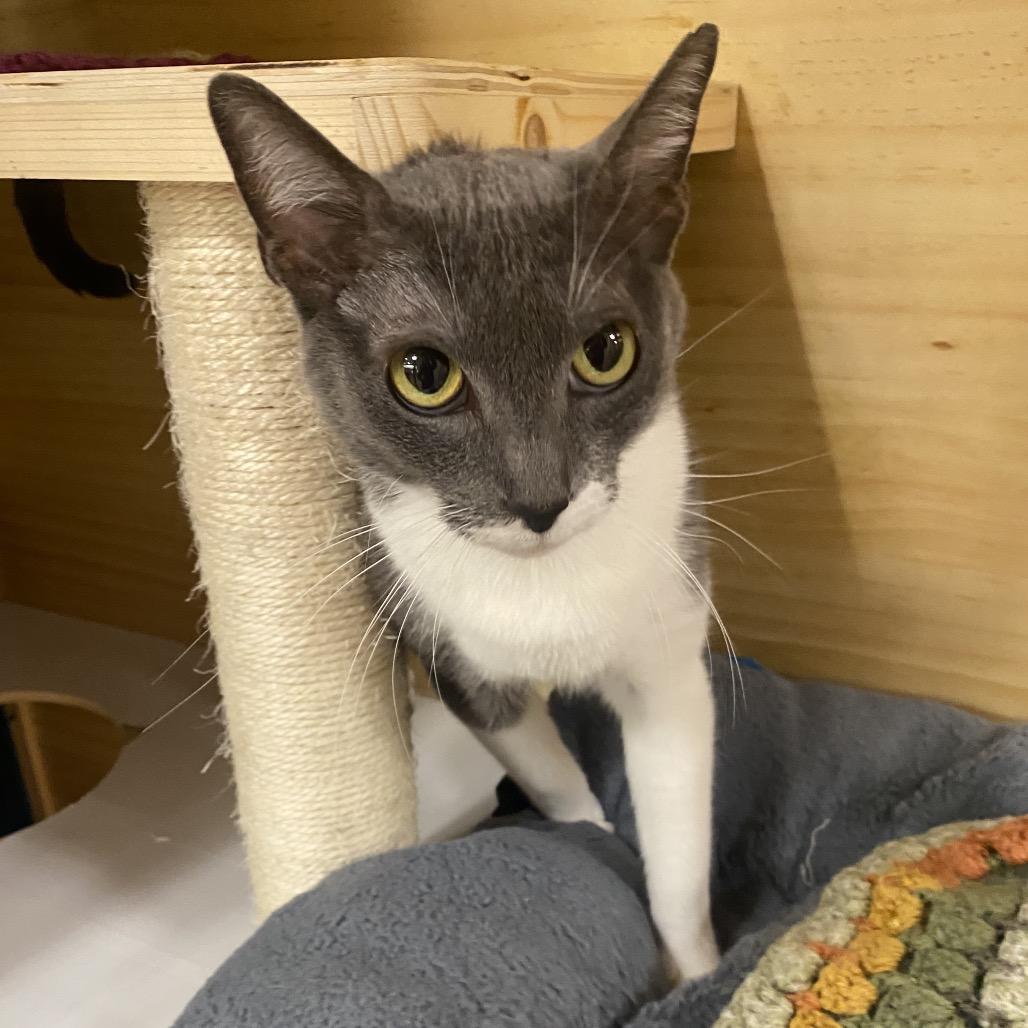 Stormy, Adoptable, Adult Female Domestic Short Hair.