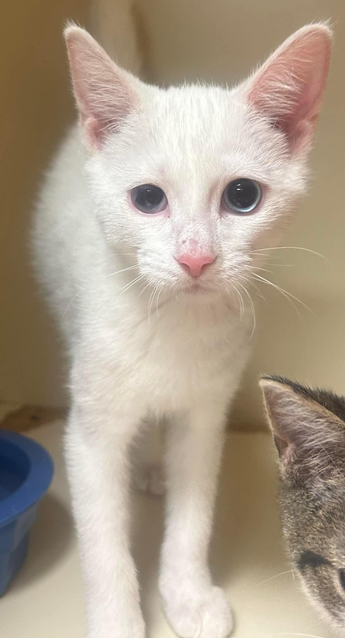 Lisette, adopted, Kitten Male Domestic Short Hair.