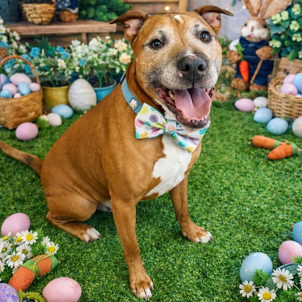 Enlarge Lucky, a Adoptable mixed breed in Binghamton, NY image 1/3