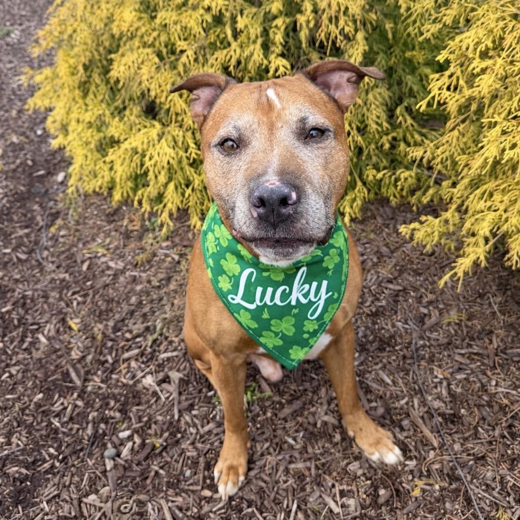 Enlarge Lucky, a Adoptable mixed breed in Binghamton, NY image 2/3