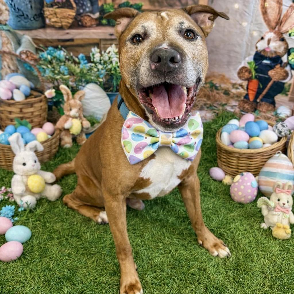 Enlarge Lucky, a Adoptable mixed breed in Binghamton, NY image 3/3