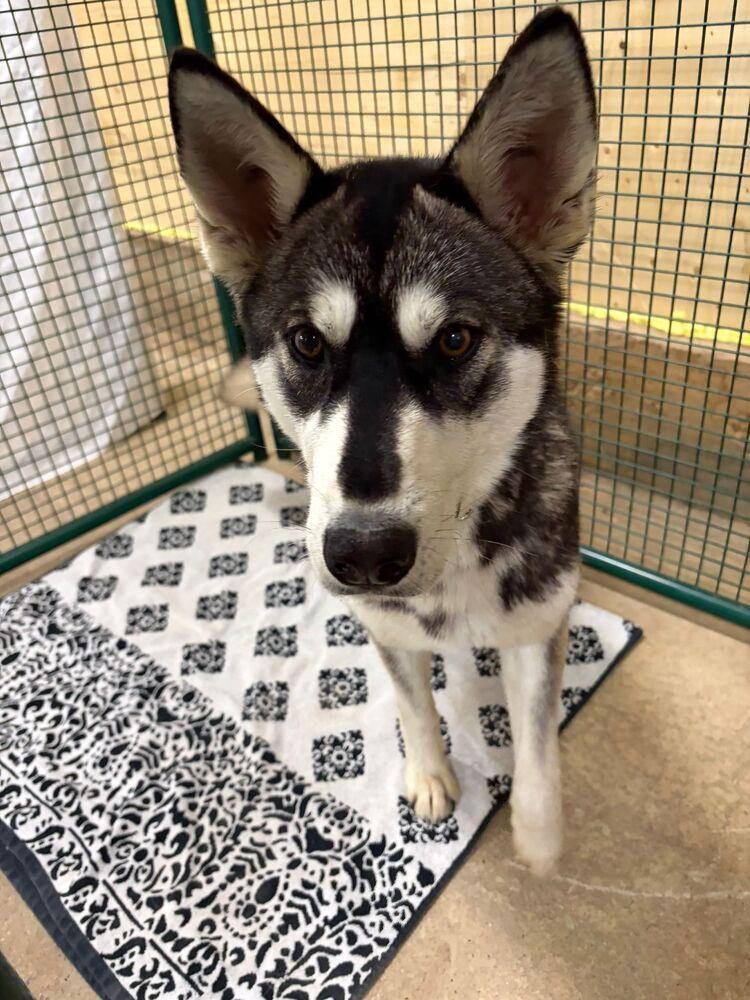 Enlarge Prairie Wolf, a Adoptable mixed breed in Calgary, AB image 1/1