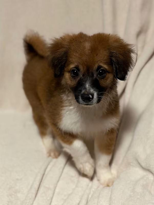 Enlarge Archie, an adoptable mixed breed in Atlanta, GA image 4/4