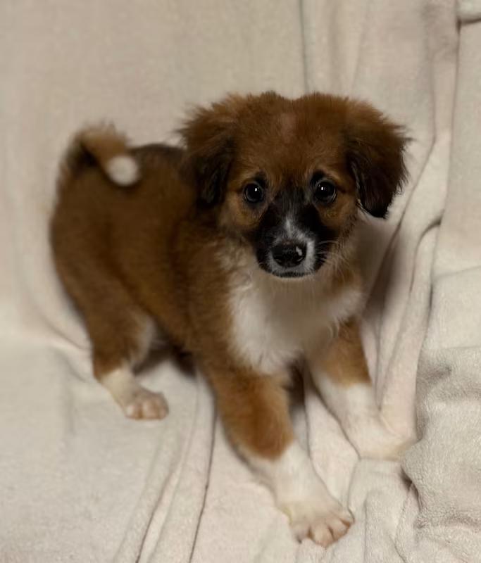 Enlarge Archie, an adoptable mixed breed in Atlanta, GA image 2/4