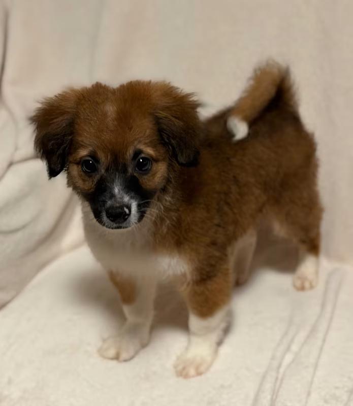 Enlarge Archie, an adoptable mixed breed in Atlanta, GA image 3/4