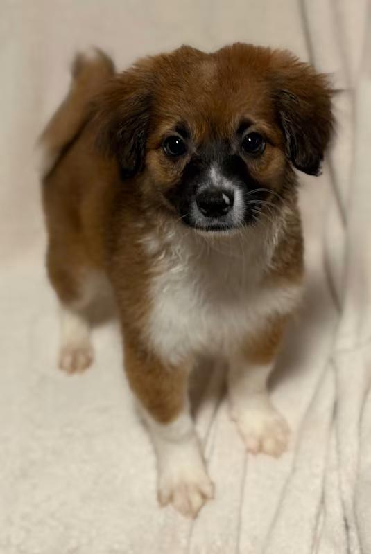 Enlarge Archie, an adoptable mixed breed in Atlanta, GA image 1/4