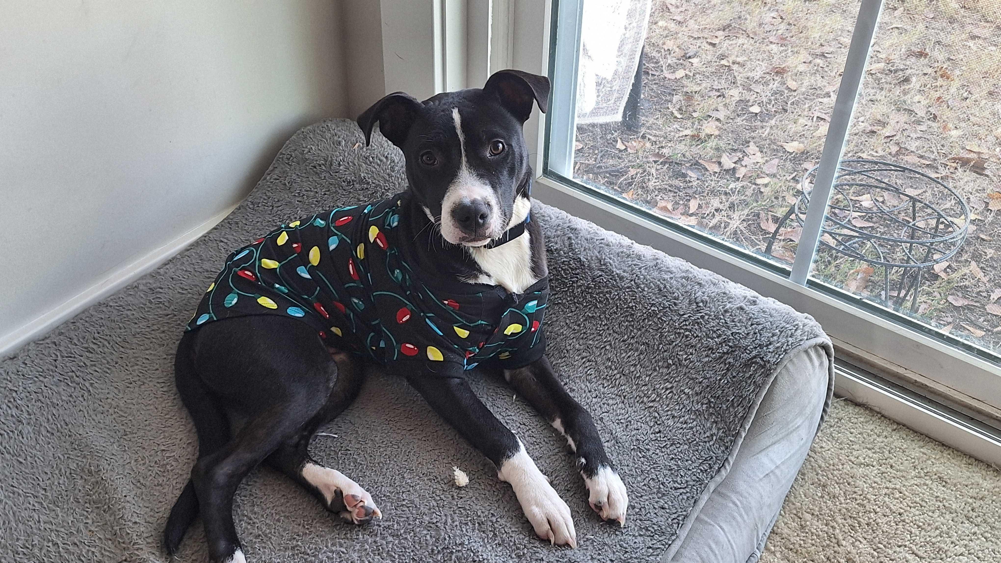 JADE, Adoptable, Puppy Female Labrador Retriever & American Staffordshire Terrier.