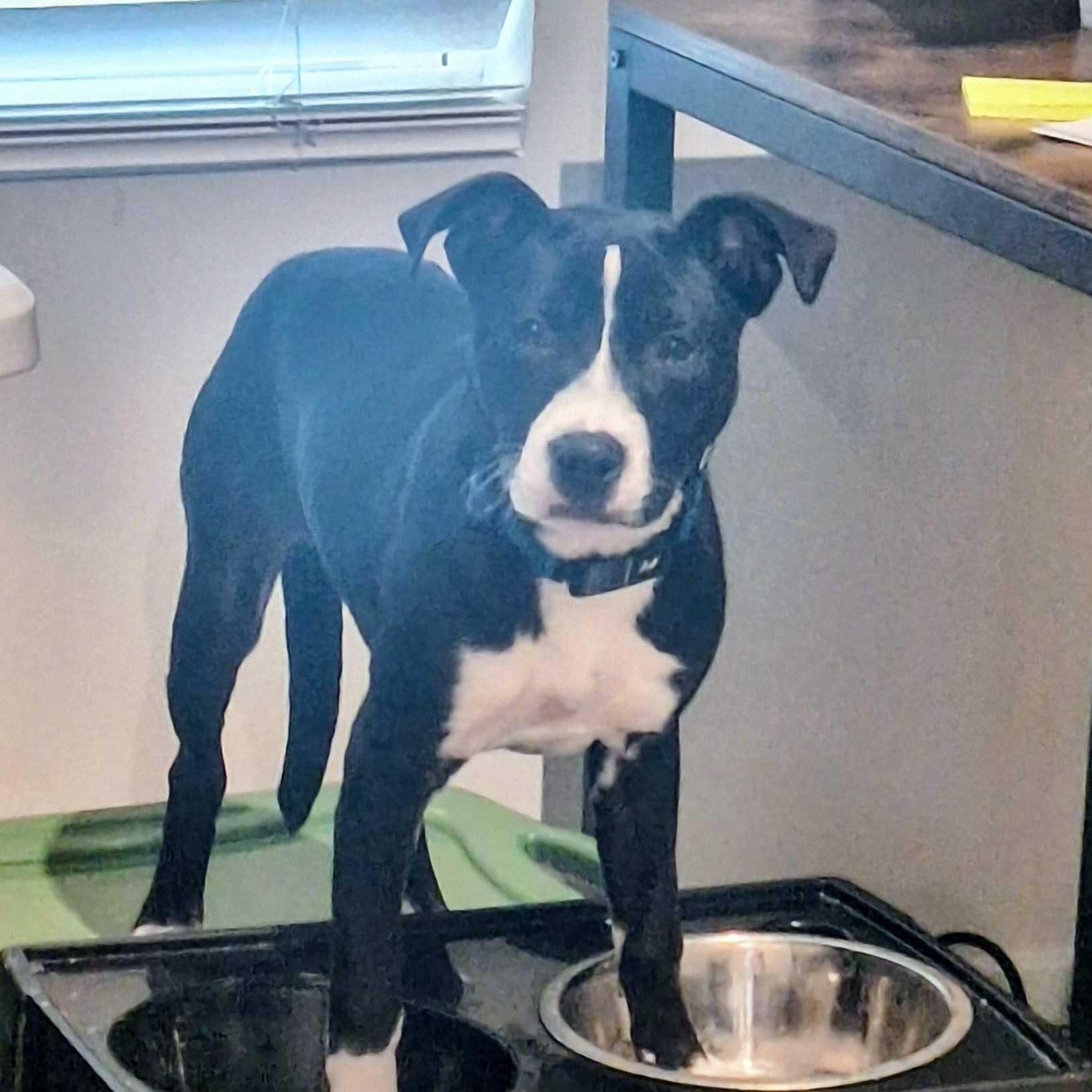 JADE, Adoptable, Puppy Female Labrador Retriever & American Staffordshire Terrier.