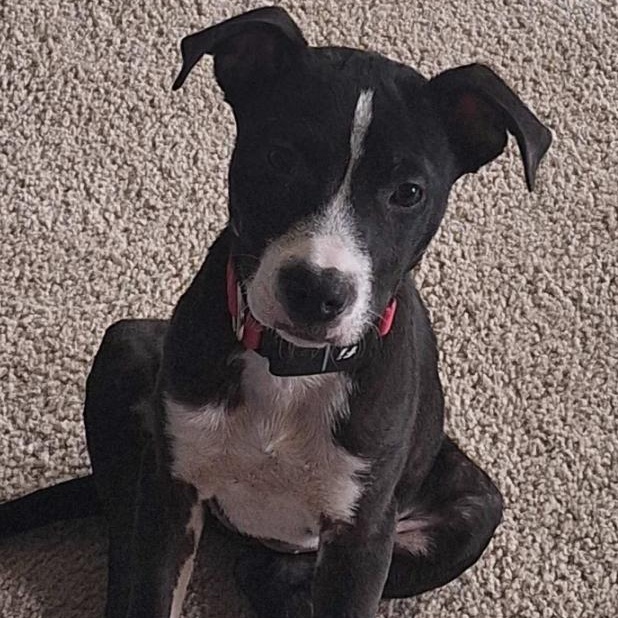 JADE, a Adoptable mixed breed in Fuquay Varina, NC image 2/4