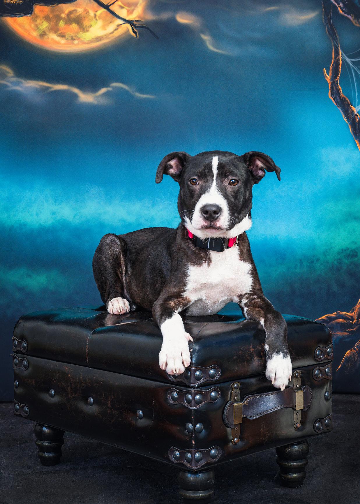 JADE, a Adoptable mixed breed in Fuquay Varina, NC image 4/4